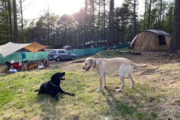 区画サイトで遊ぶラブラドールレトリーバー