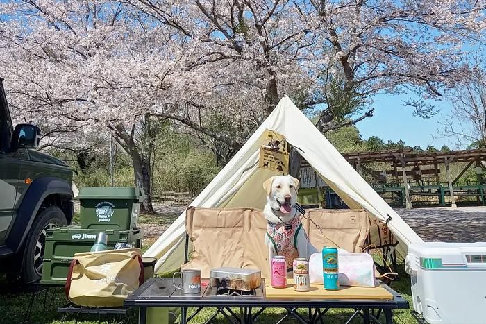 ラブラドールレトリーバーとお花見キャンプ