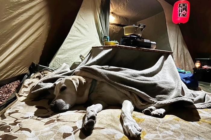 こたつにはまったラブラドールレトリーバー