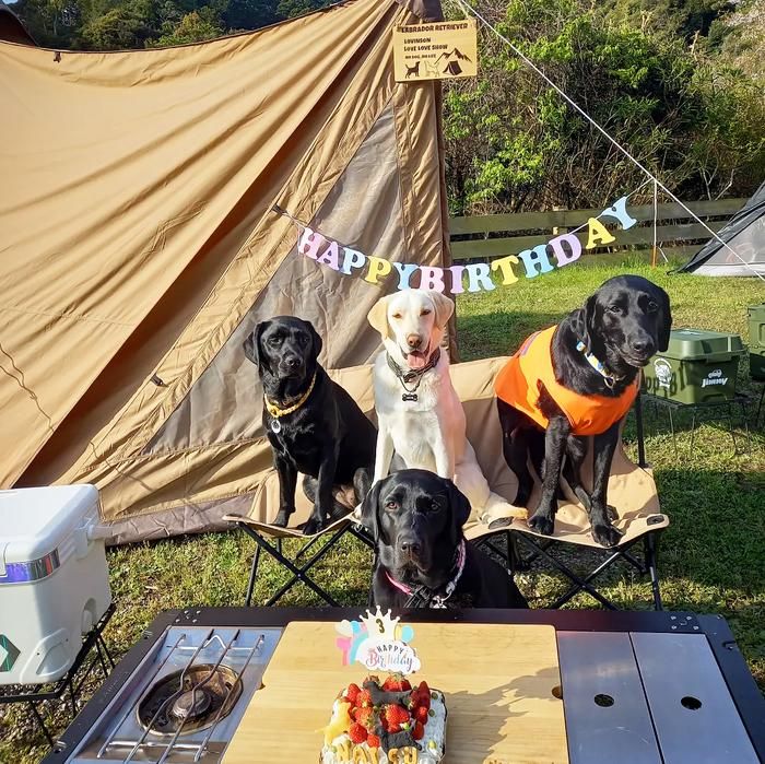 誕生日を祝うラブラドールレトリーバーと友達ワンコ