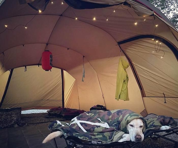 テントの前で寝るラブラドールレトリーバー