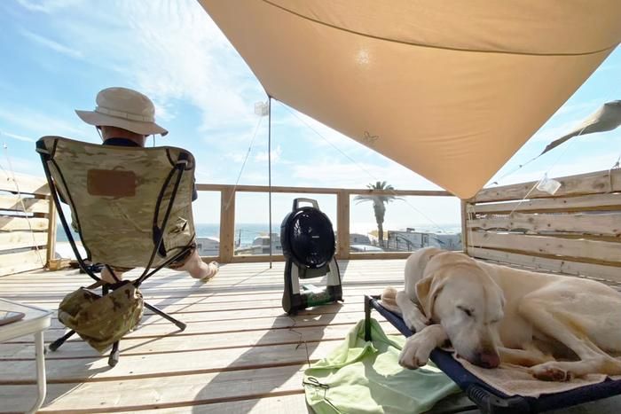 海を眺める飼い主の横で寝るラブラドールレトリバー