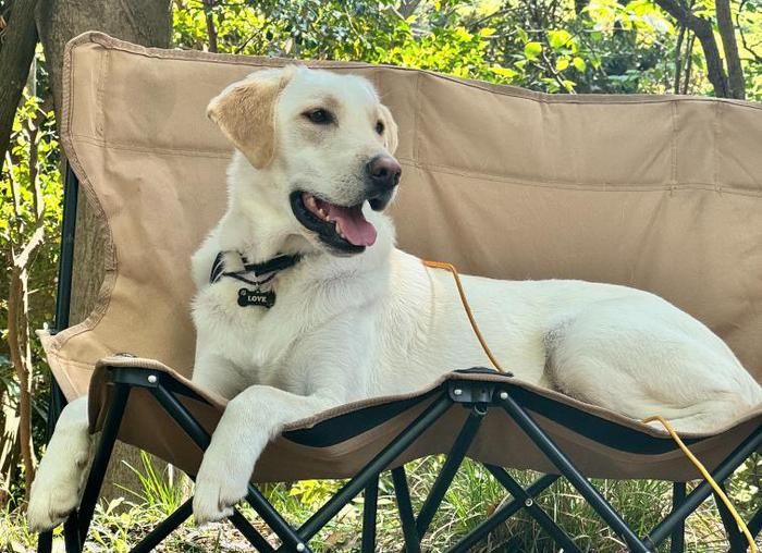 クオルツのトリプルチェアに寝転ぶラブラドールレトリーバー