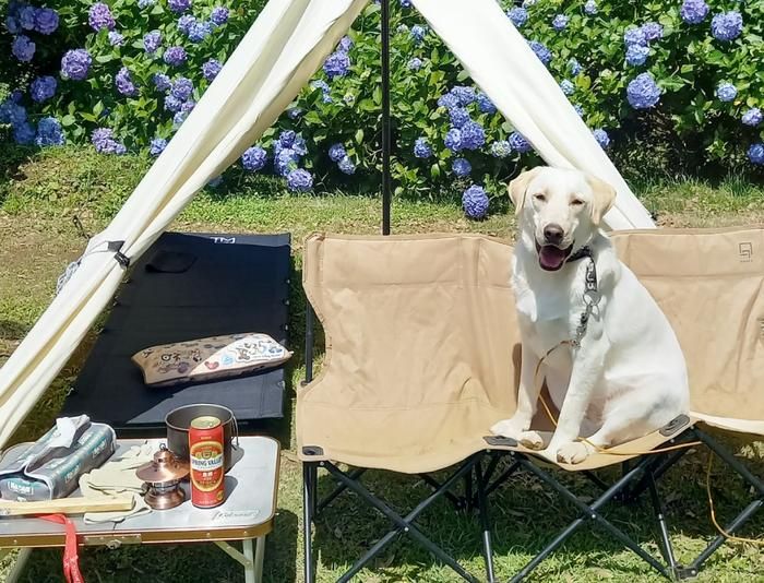 テンマクデザインパンダTCとラブラドールレトリーバー
