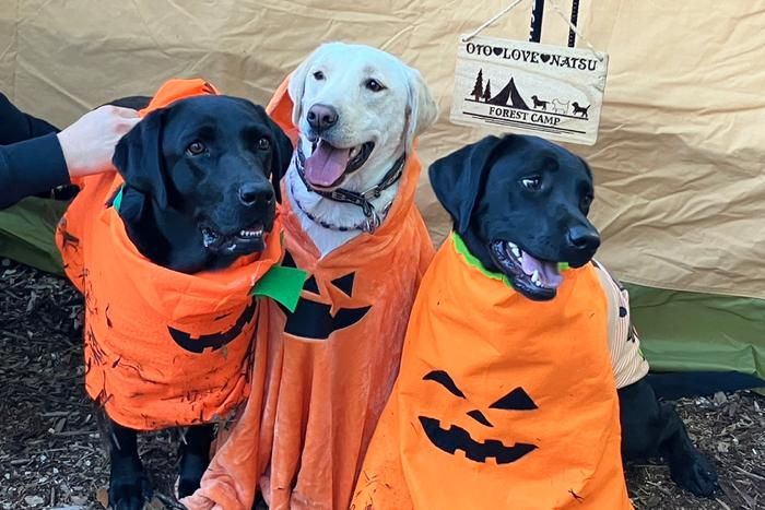 ハロウィンの仮装をするラブラドールレトリーバー