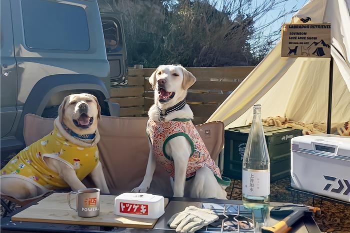 トリプルチェアに座るラブラドールレトリーバー
