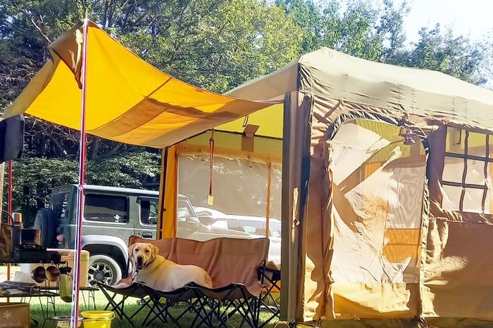 ペポライトクイックキャビンとラブラドールレトリーバー