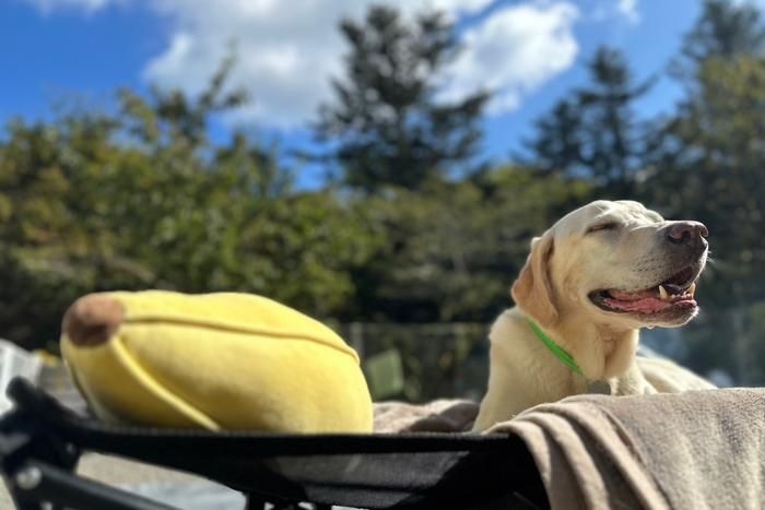 コットで寝るラブラドール