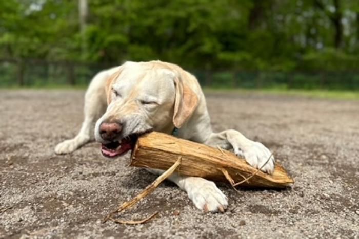 薪をかじるラブラドールレトリーバー