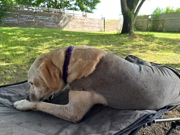 どろんこになったラブラドールレトリーバー