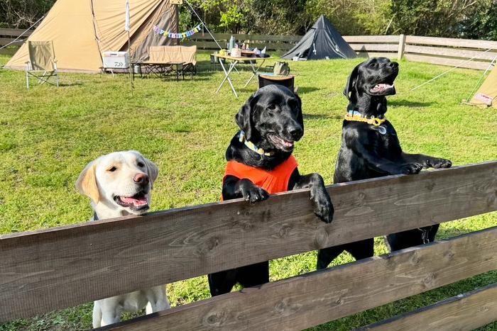 ドッグフリーサイトで遊ぶラブラドールレトリーバー