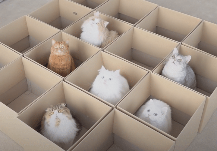 猫さんが喜ぶ箱をたくさん並べてみると、いい眺め！