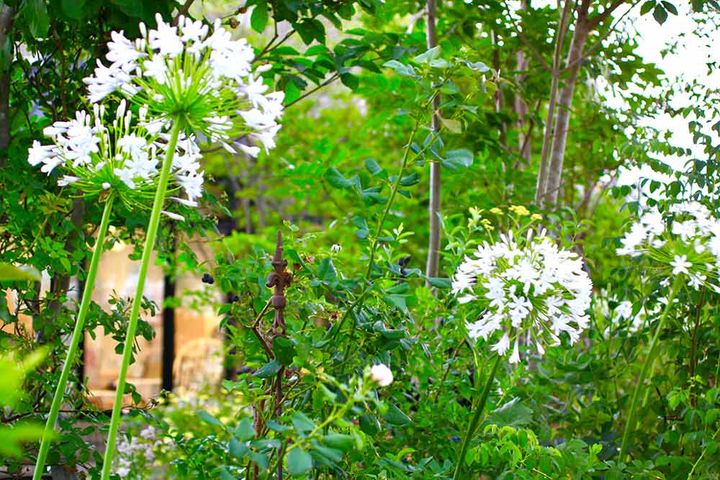 アガパンサス‘クイーンマム’