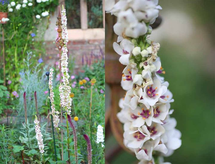 バーバスカム‘ウェディング キャンドルズ’