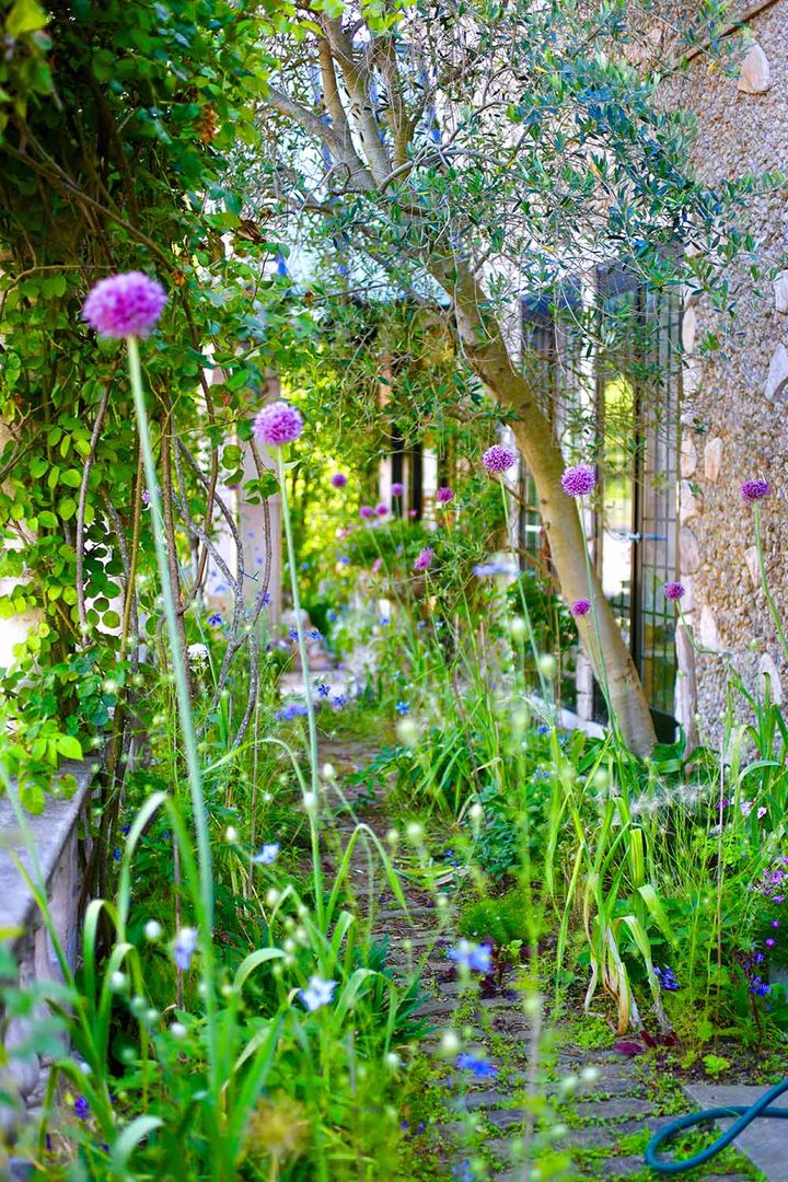 アリウム‘サマードラマー’