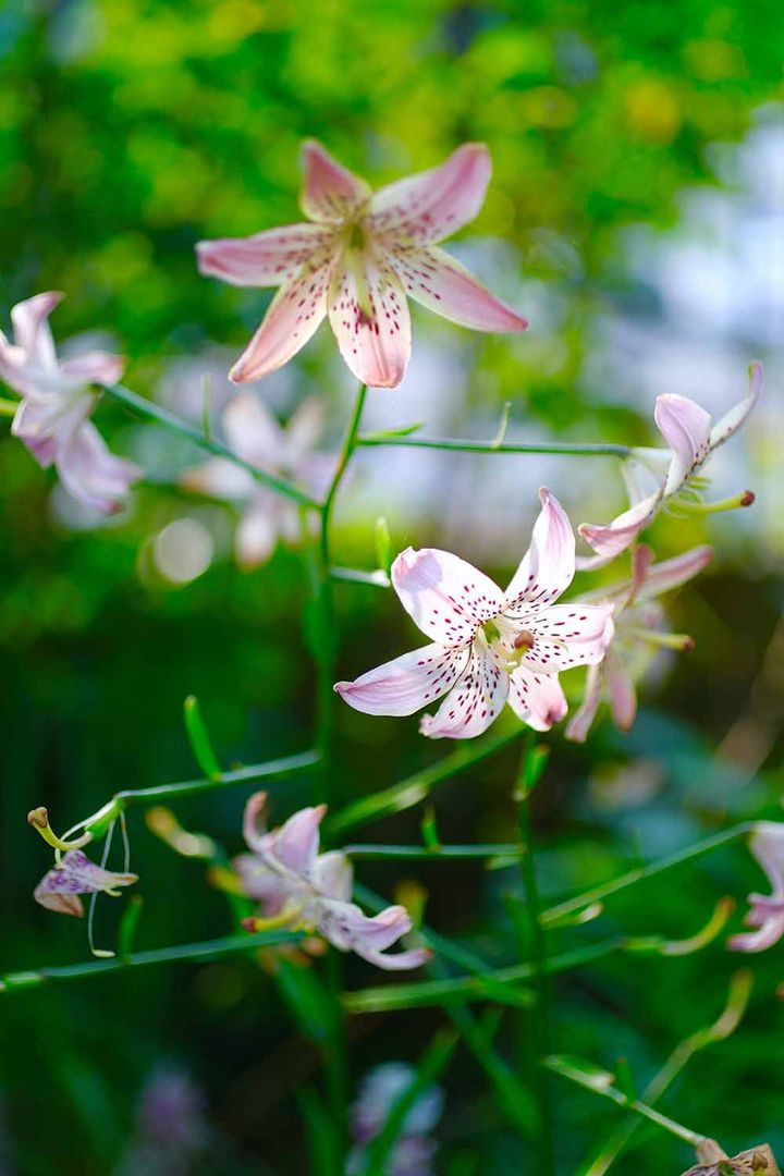 シャンデリアリリー