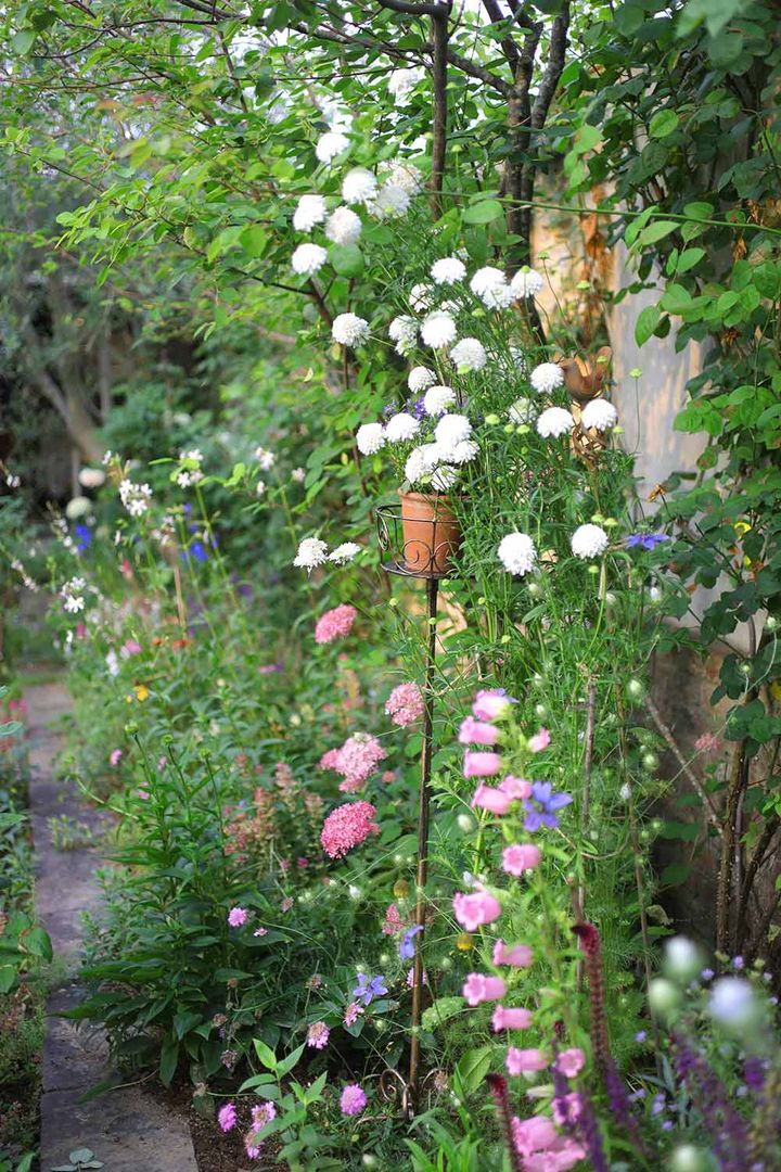 スカビオサ‘スノーメイデン’