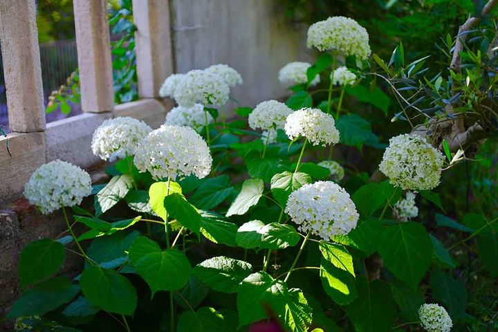 アメリカアジサイ‘アナベル’