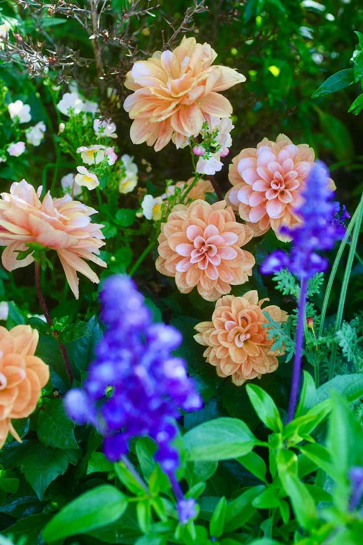 ダリア‘ラべラグランデ・キャラメル’ 