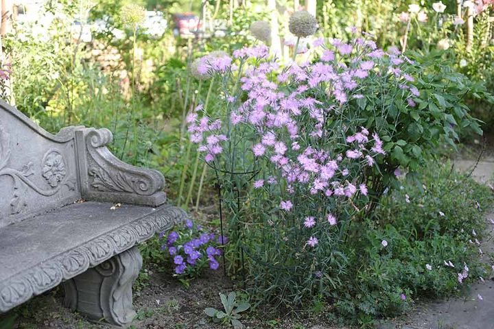 カワラナデシコ‘ミーティア’