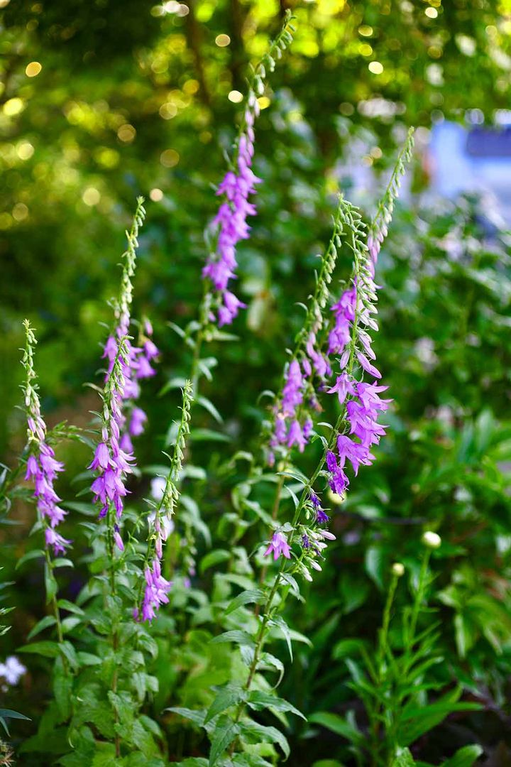 カンパニュラ・ラプンクロイデス（ハタザオキキョウ）