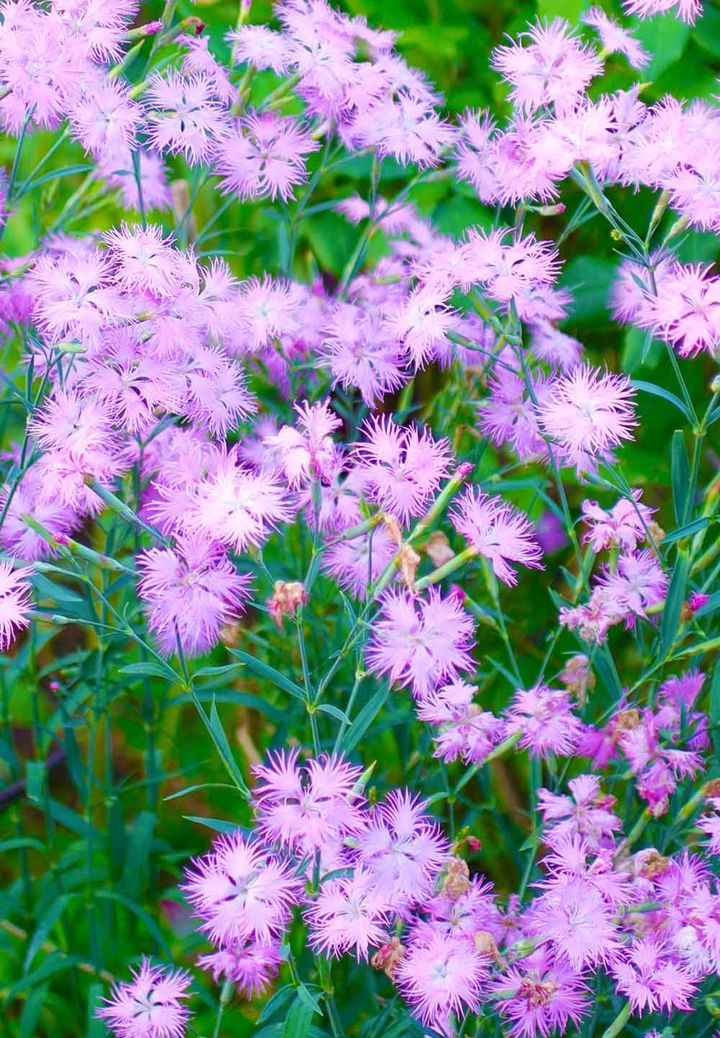 カワラナデシコ‘ミーティア’