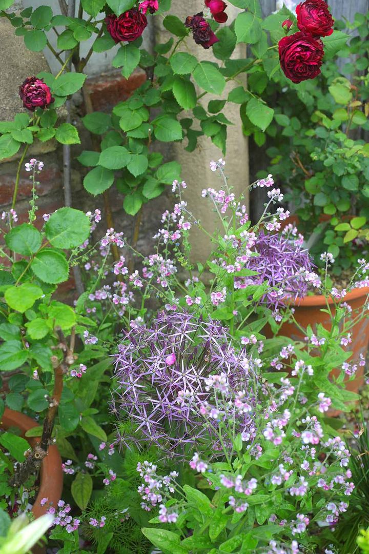 アリウム‘クリストフィー’
