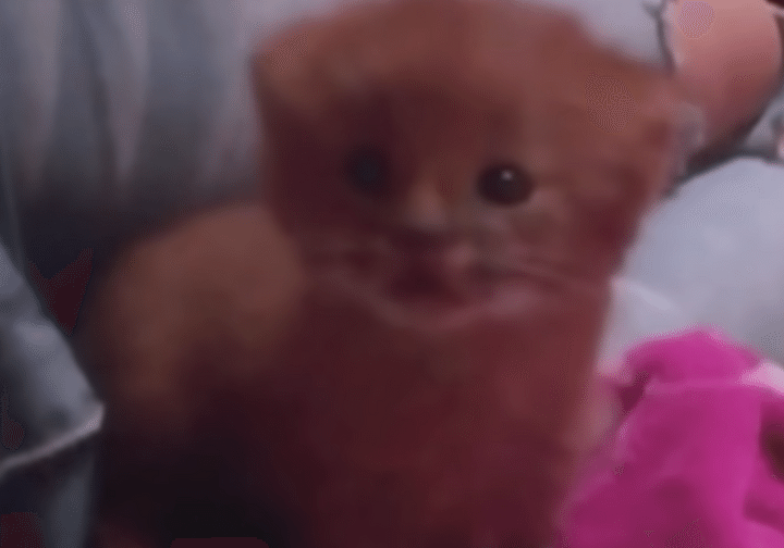 びっくり！ 子猫だと思って保護したら、あの肉食獣だった！