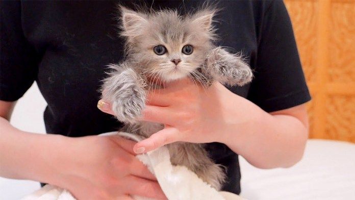 お風呂で別人になった子猫