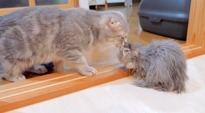 母猫に毛づくろいされる子猫