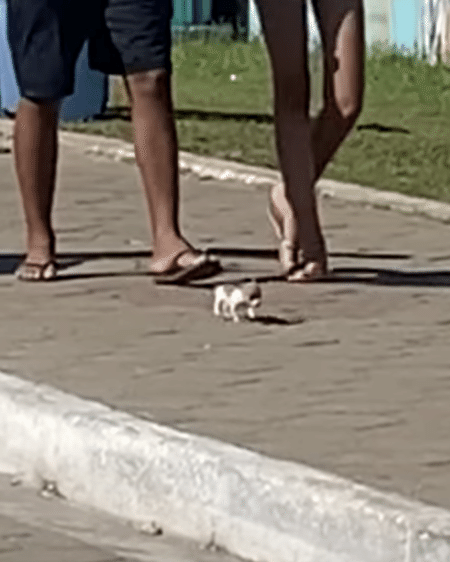 このサイズ感伝わるかな!? 極小の赤ちゃん犬、元気にお散歩♪