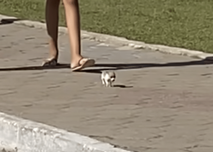 このサイズ感伝わるかな!? 極小の赤ちゃん犬、元気にお散歩♪