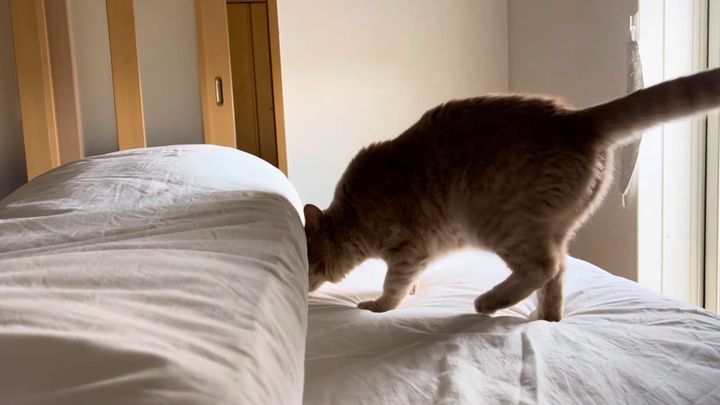 シッポ付き猫の額のブルドーザー、シッポを伸ばして布団を整地