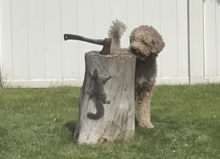 「いまここに何かいたけどな？」犬にバレないように、かくれんぼ！