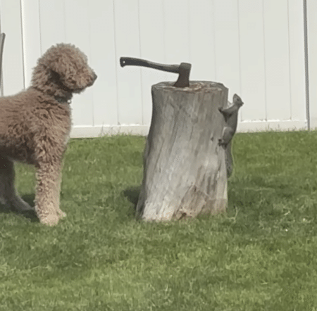 「いまここに何かいたけどな？」犬にバレないように、かくれんぼ！