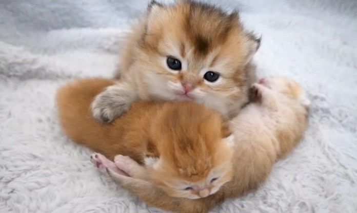 赤ちゃん猫達を見守る姉猫