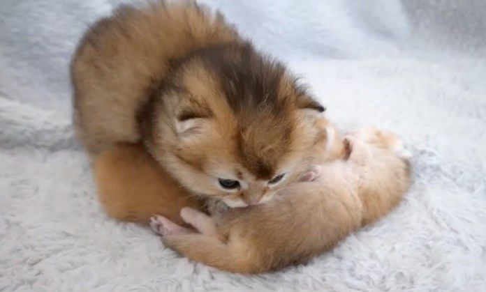 赤ちゃん猫達を見守る姉猫