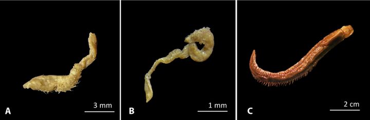 調査した多毛類の写真：Leitoscoloplos geminus ( A )、Aphelochaeta palmeri ( B )、Aglaophamus trissophyllus ( C )