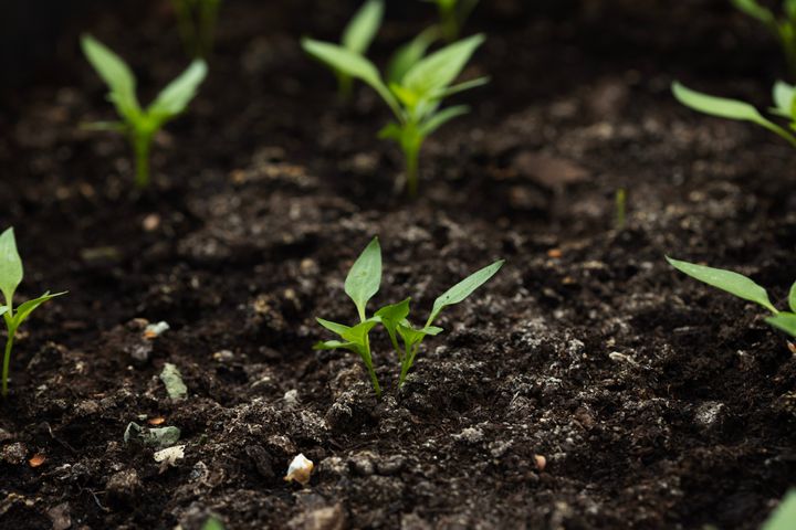 Photo_ Alena Frolova / Getty Images