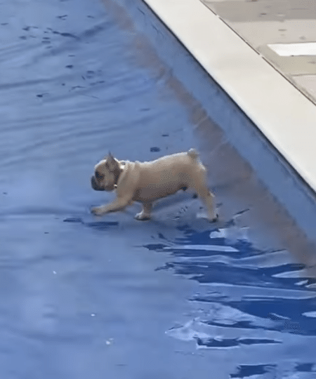 プールの上を歩いてみたい！ そんな夢を叶えた犬さん♪