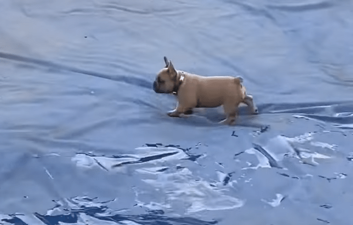 プールの上を歩いてみたい！ そんな夢を叶えた犬さん♪