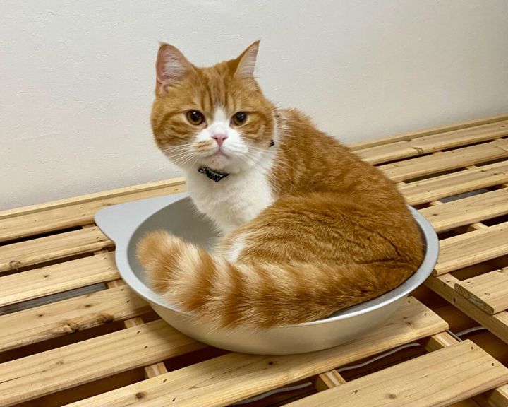 ねこ鍋にぺたん。【とろろ、もふもふDays。vol.83】 | TRILL【トリル】