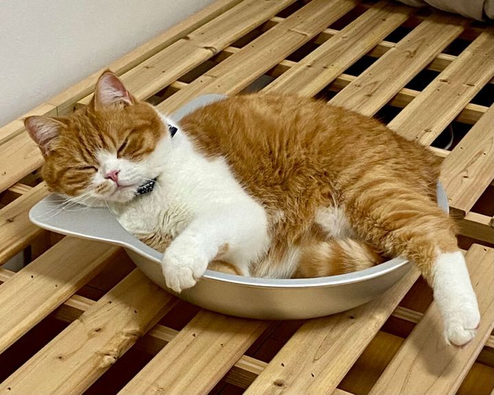 ねこ鍋にぺたん。【とろろ、もふもふDays。vol.83】 | TRILL