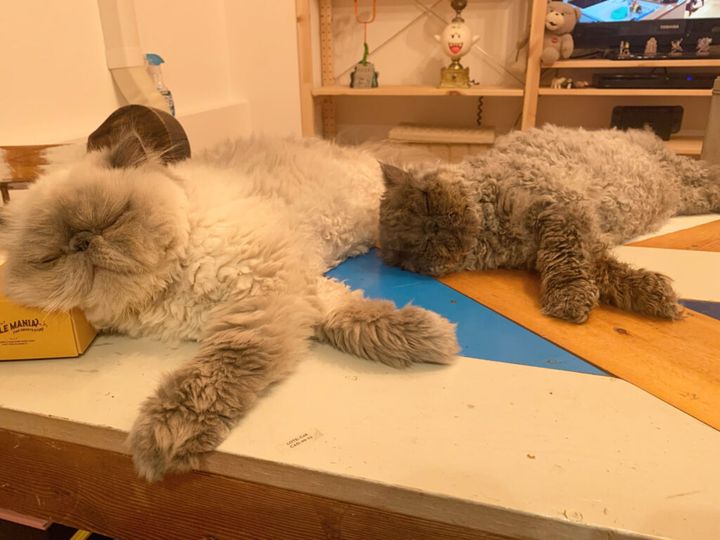 ねこ「こねちゃんはぼくのまねっこするよ。そんなところがかわいいとおもうよ。とっても甘えんぼうなんだ」 こねこ「寝ること、食べること、癒すことがぼくたちのおしごと。ぼくたちの毎日はゆるっとしてて楽しいよ。のぞきにきてね」