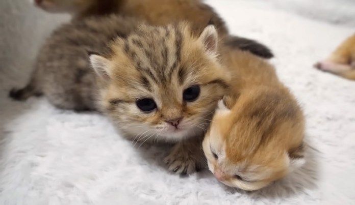 赤ちゃん猫に寄り添う子猫