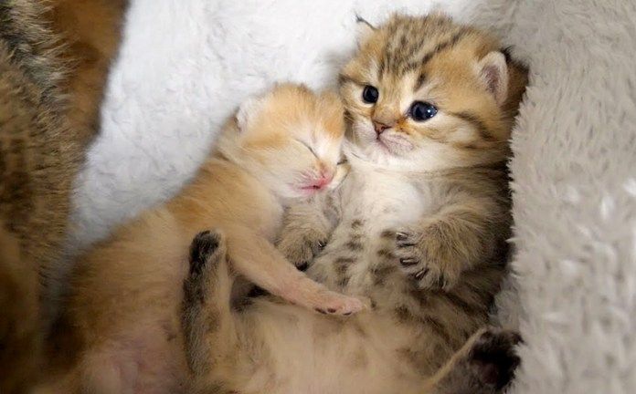 赤ちゃん猫に抱きつかれた子猫