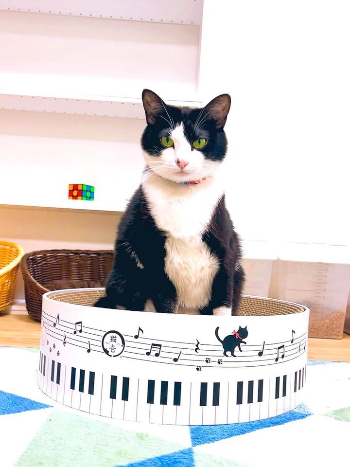 黒白ハチワレ猫のルッカちゃん