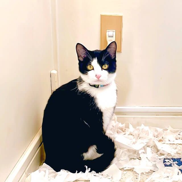 トイレットペーパーをボロボロにしても悪びれた様子がないルッカちゃん