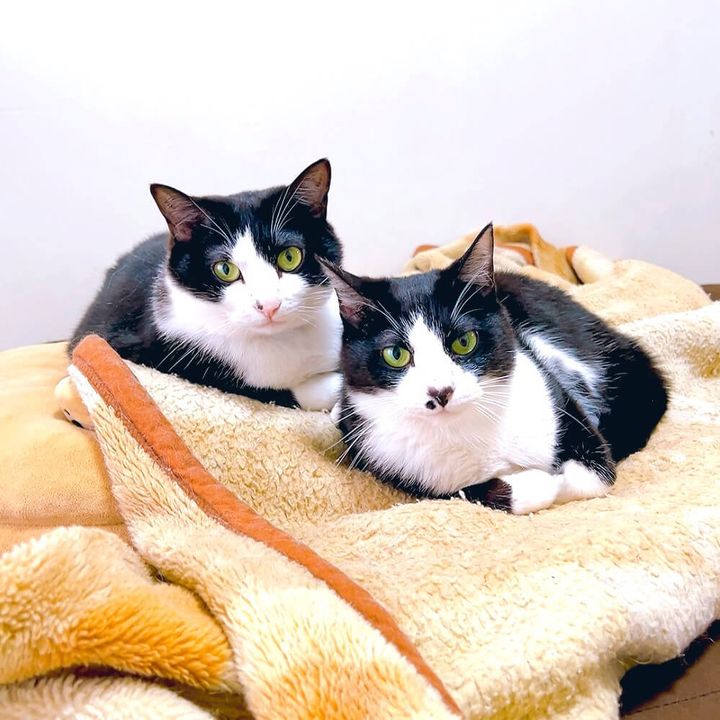 黒白ハチワレ猫のルッカちゃん＆あずきちゃん