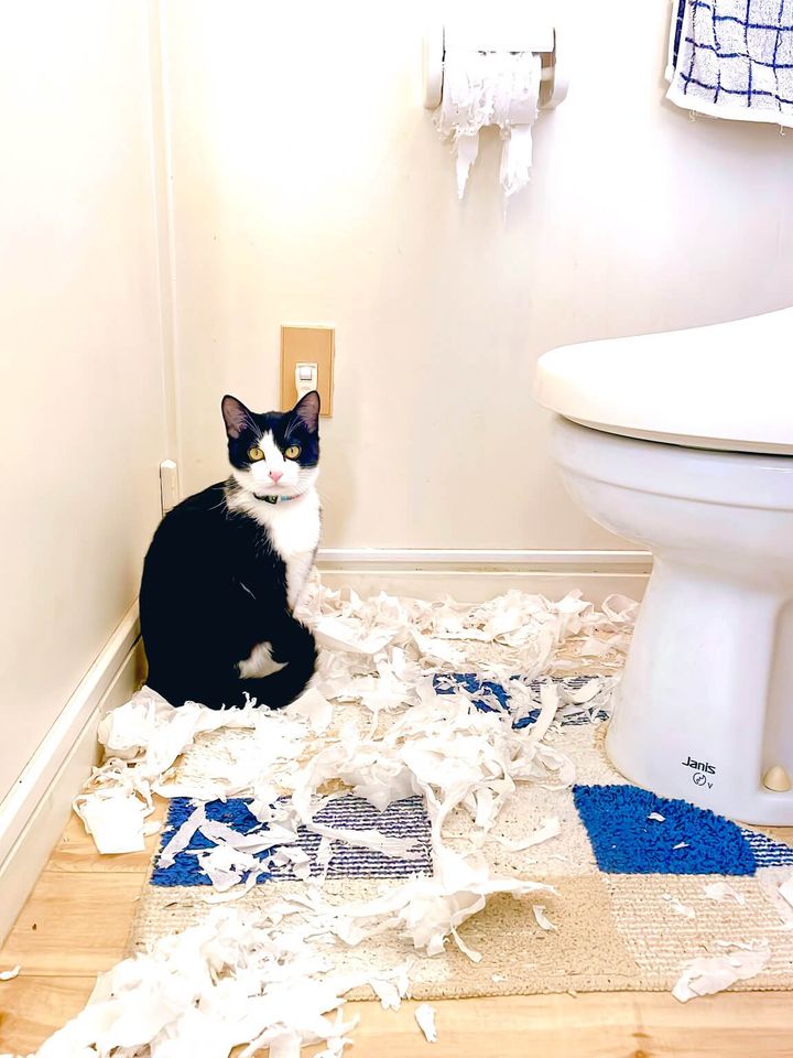 トイレットペーパーをズタズタに引き裂いた猫ちゃん